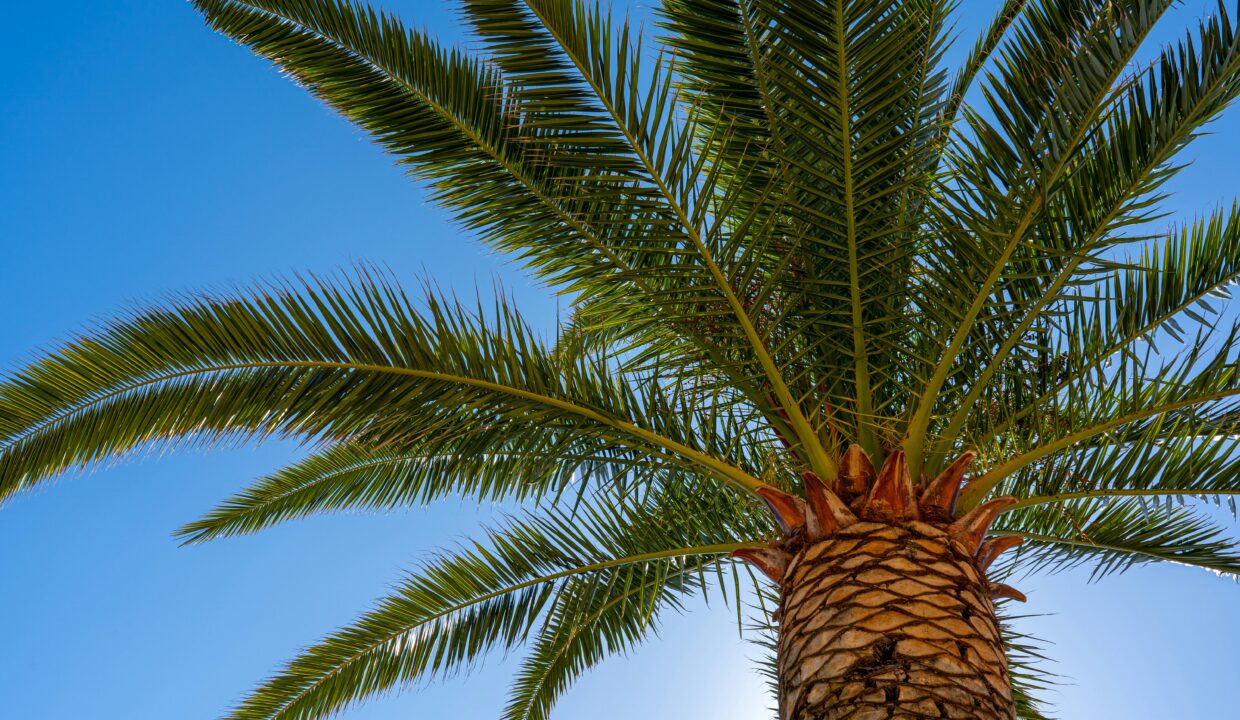 Palm tree blue sky