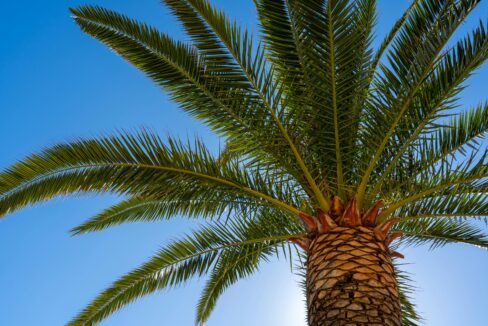 Palm tree blue sky
